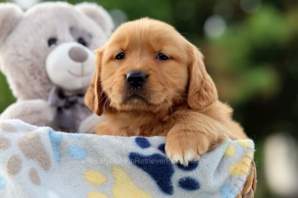 Image of Trixie, a Golden Retriever puppy