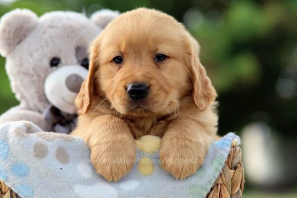 Image of Tucker, a Golden Retriever puppy