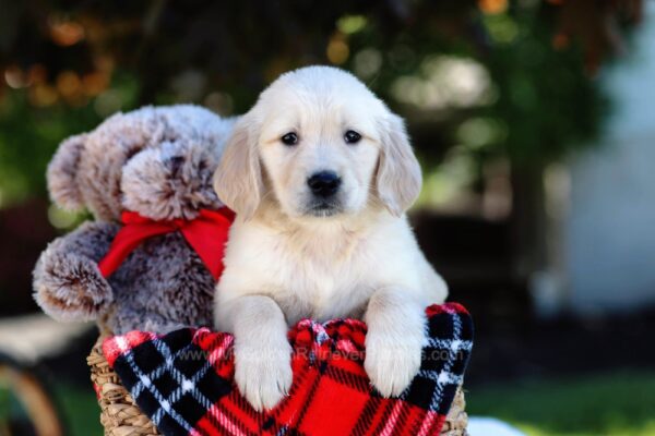 Image of Wanda, a Golden Retriever puppy