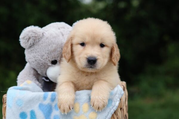 Image of York, a Golden Retriever puppy