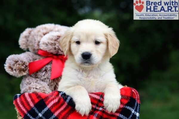 Image of Zaylee, a Golden Retriever puppy