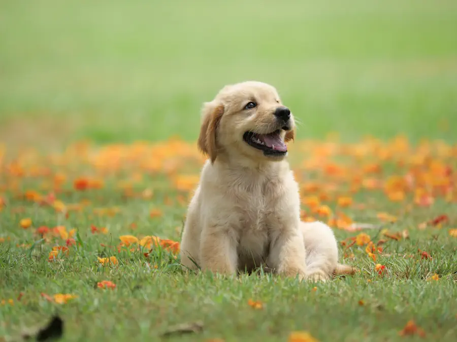 6-Month-Old Golden Retrievers