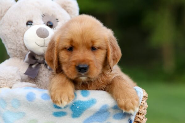 Image of Amber, a Golden Retriever puppy