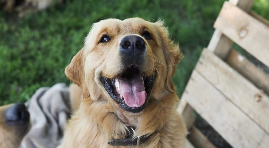 Golden Retrievers Smile