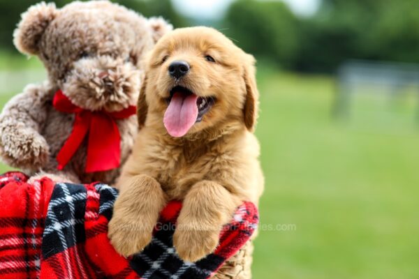 Image of Petal, a Golden Retriever puppy