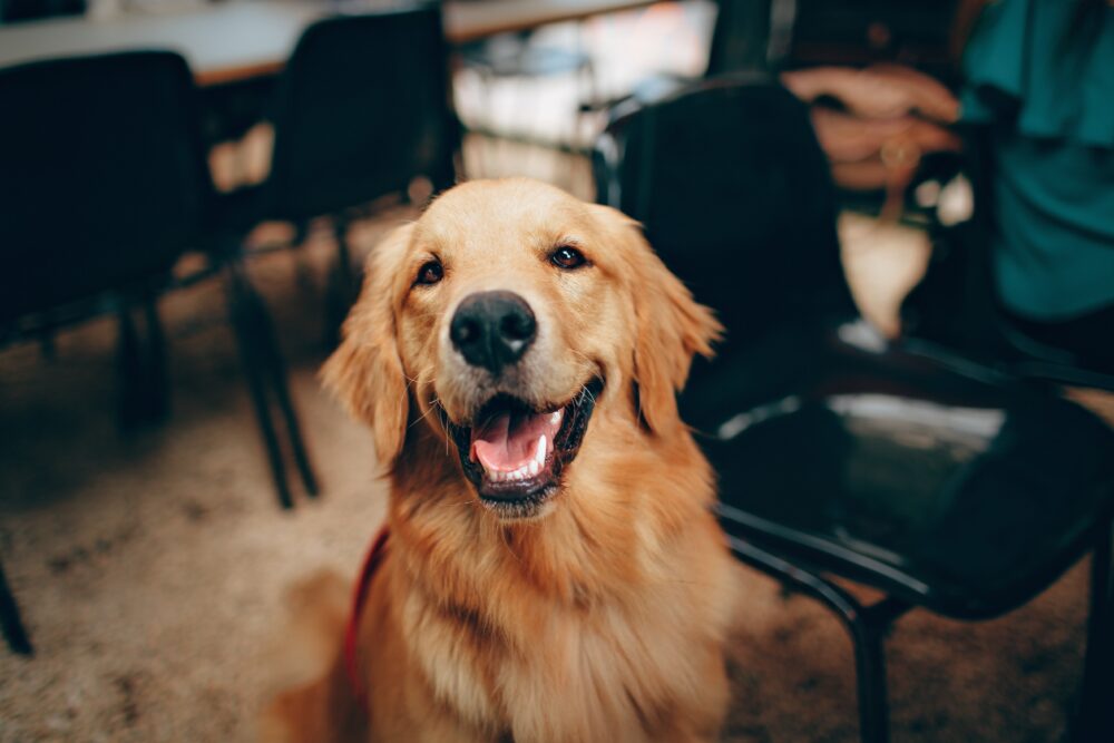 Smiling shop golden retriever