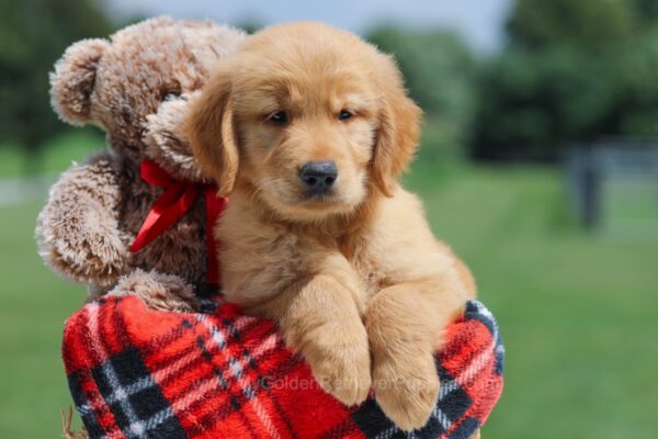 Image of Falcon, a Golden Retriever puppy