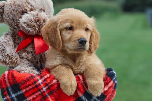 Image of Flossie, a Golden Retriever puppy