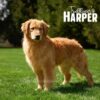 Image of Medium Golden - June 14, a Golden Retriever puppy