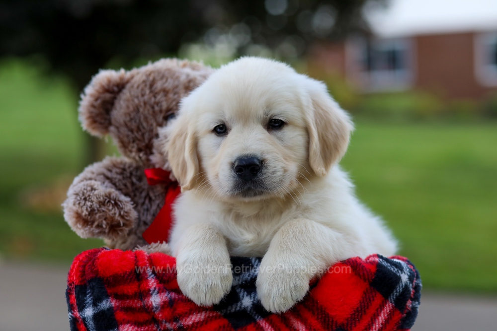 Golden sales sammy puppy