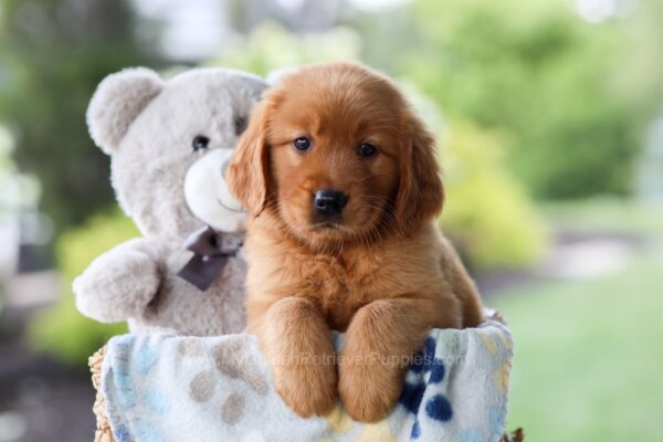 Image of Tulip, a Golden Retriever puppy