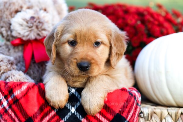 Image of Acorn, a Golden Retriever puppy