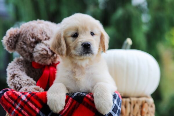 Image of April, a Golden Retriever puppy