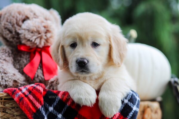 Image of Ari, a Golden Retriever puppy
