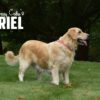 Image of Bear 🤍 Ariel - July 29, a Golden Retriever puppy