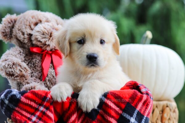 Image of Ariel, a Golden Retriever puppy