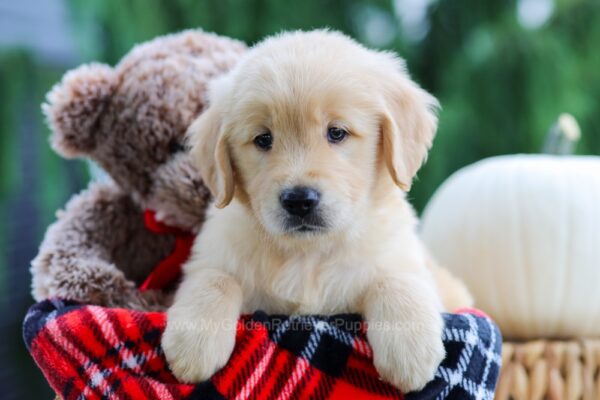Image of Asher, a Golden Retriever puppy