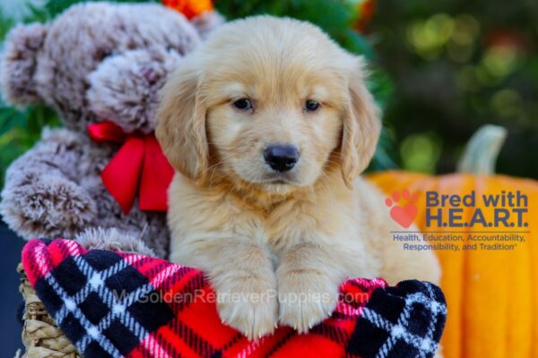 Image of Baxter, a Golden Retriever puppy