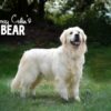 Image of Bear 🤍 Ariel - July 29, a Golden Retriever puppy