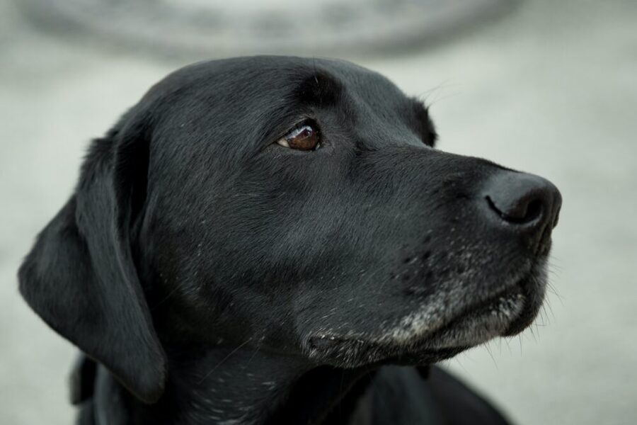 Black Golden Retrievers