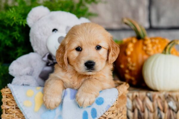 Image of Blaire, a Golden Retriever puppy