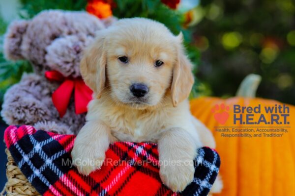 Image of Blake, a Golden Retriever puppy