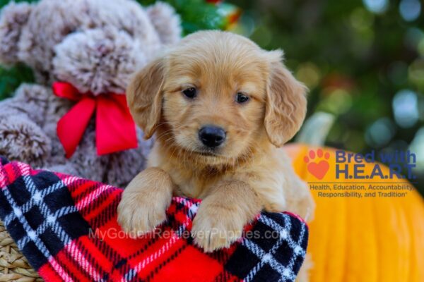 Image of Blanche, a Golden Retriever puppy