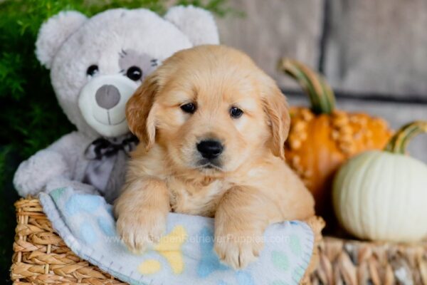 Image of Bolt, a Golden Retriever puppy