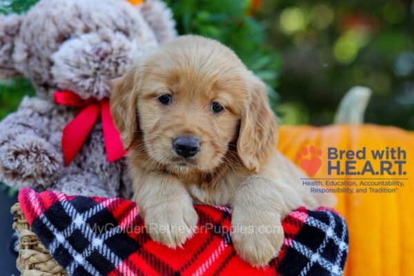 Image of Bri, a Golden Retriever puppy