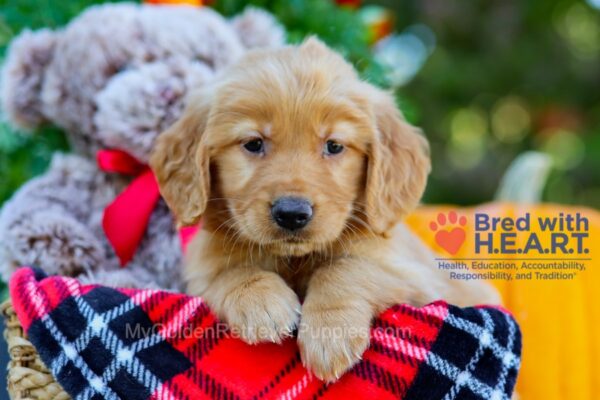 Image of Brynn, a Golden Retriever puppy