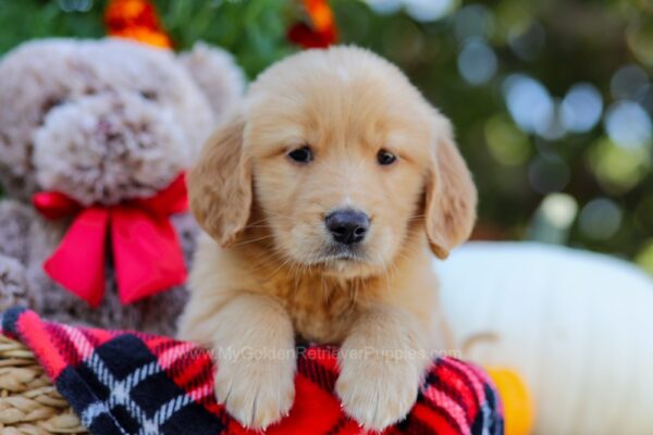 Image of Crystal, a Golden Retriever puppy