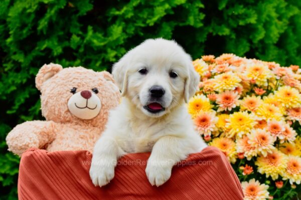 Image of Everly, a Golden Retriever puppy