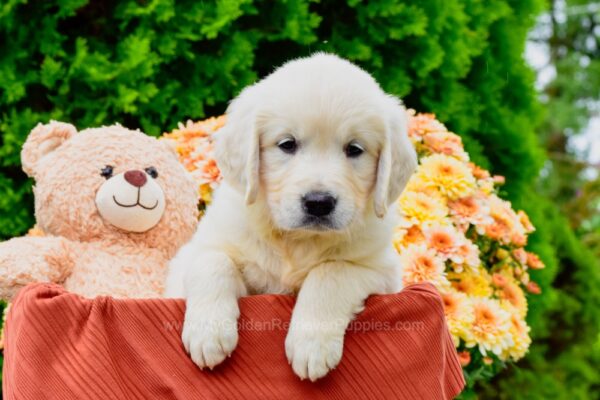 Image of Evie, a Golden Retriever puppy
