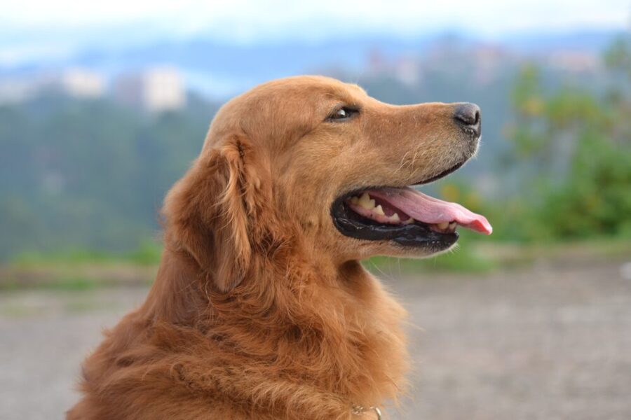 Understanding golden retriever barking behavior