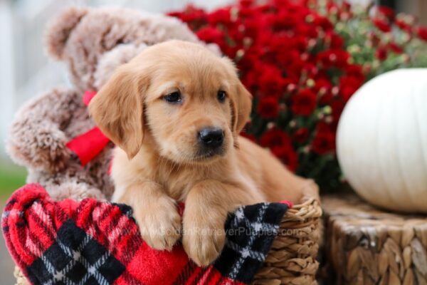 Image of Hershey, a Golden Retriever puppy