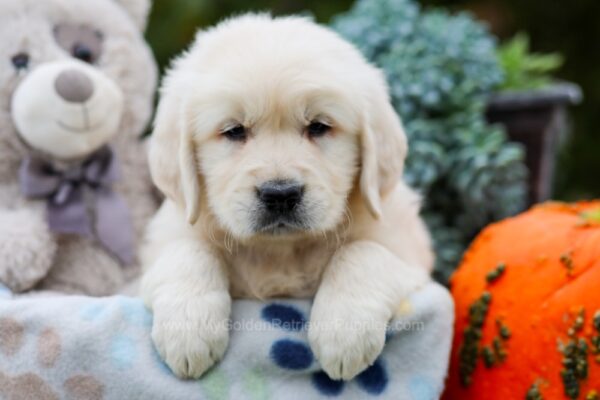 Image of Ink, a Golden Retriever puppy