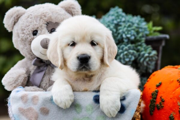 Image of Iris, a Golden Retriever puppy