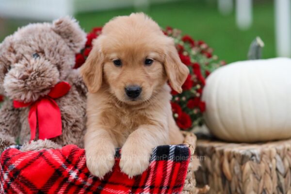Image of Peanut, a Golden Retriever puppy
