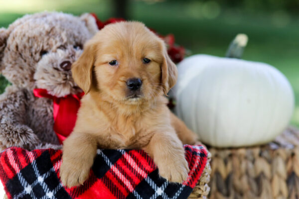 Image of Pumpkin, a Golden Retriever puppy