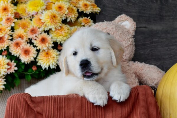 Image of Sasha, a Golden Retriever puppy