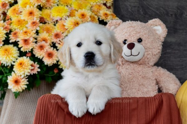Image of Sawyer, a Golden Retriever puppy
