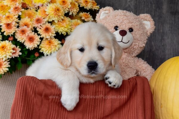 Image of Scotty, a Golden Retriever puppy