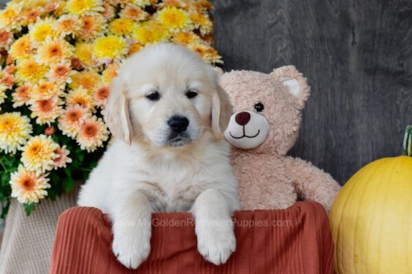 Image of Slade, a Golden Retriever puppy