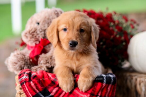 Image of Snickers, a Golden Retriever puppy