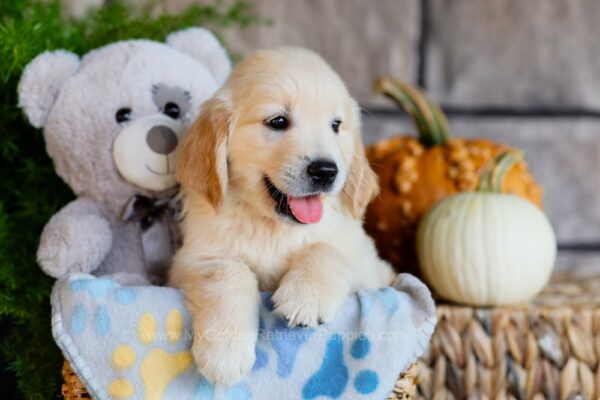 Image of Toby, a Golden Retriever puppy