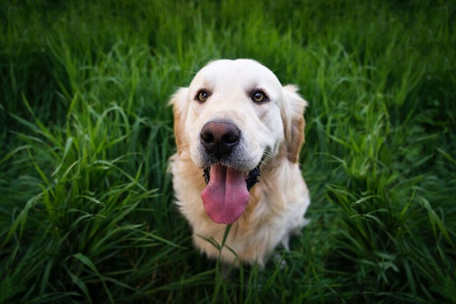 Truth About Short-Haired Golden Retrievers