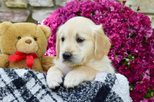 Image of Whitney, a Golden Retriever puppy