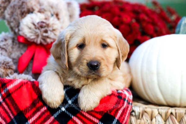 Image of Willow, a Golden Retriever puppy