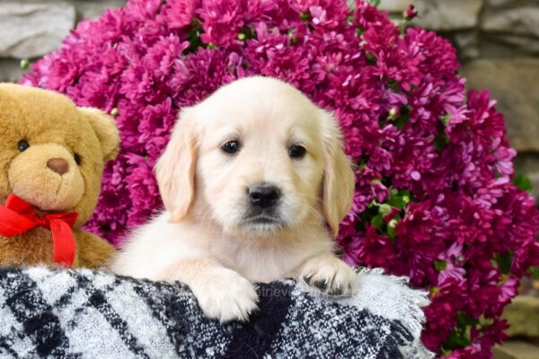 Image of Winnie, a Golden Retriever puppy