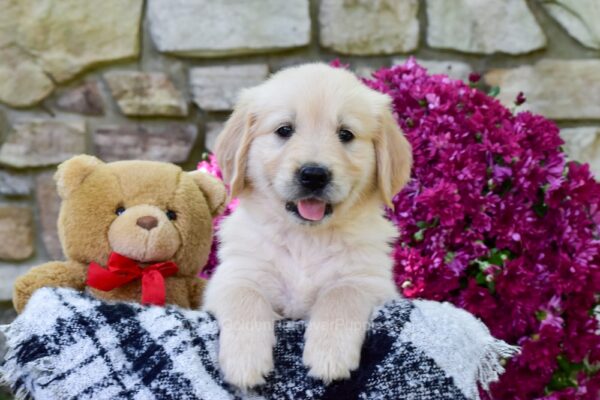 Image of Wrangler, a Golden Retriever puppy